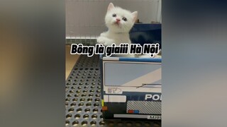 Các em Hà Nội chờ anh Bông nhé cat mèo cute