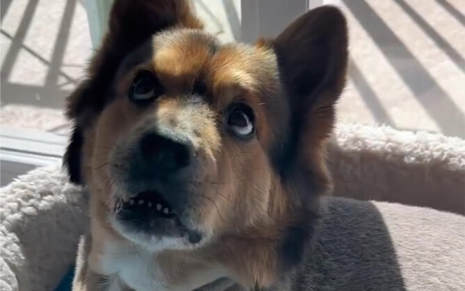 Dari tatapan anjing terapi jiwa terpancar rasa pasrah sekaligus terkejut: hidup ini nggak karuan, or