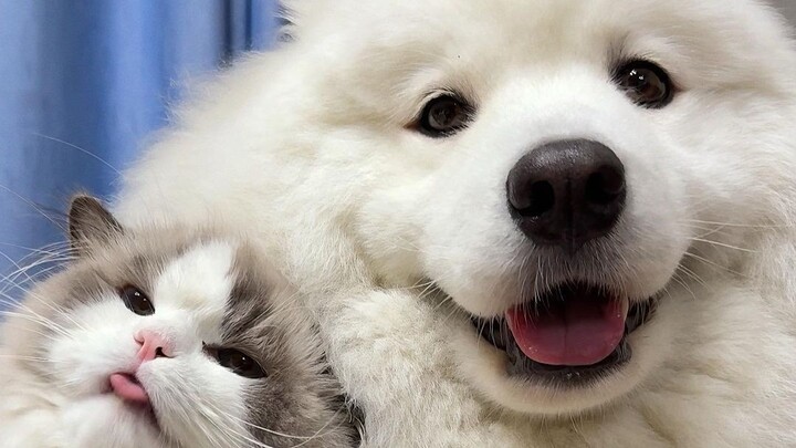 Sebenarnya apa saja perbedaan antara memelihara kucing dan memelihara anjing?