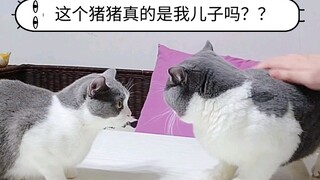 儿子比自己大了一倍！！猫妈不敢相信啦！