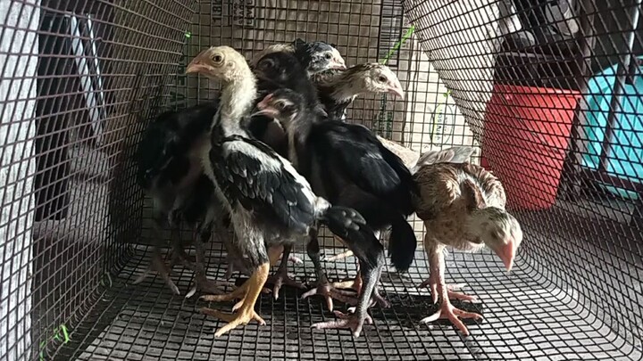 #aseel chicks