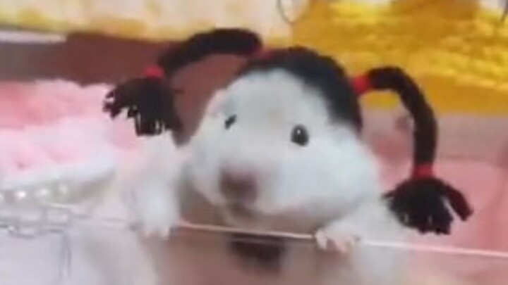 “It’s like it knows how cute it is.”