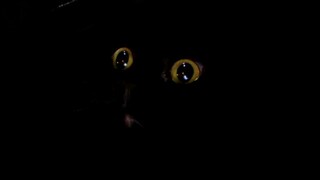 我家猫是用大铁锅蒸出来的！你信吗？