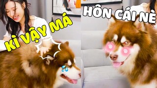 Ngáo Gia Gia | Khi Bạn Nuôi Một Chiếc Chó Quá " ĐÁNG YÊU " Như Gia Gia Sẽ NTN ? 😍 Gâu Đần Official