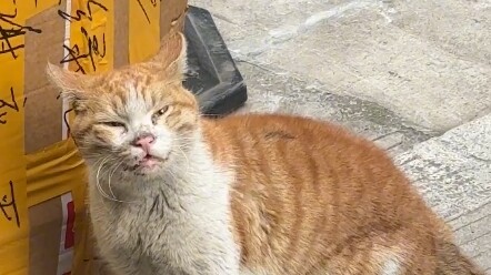 The cat lost the argument and cried out of委屈.