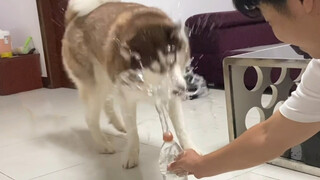 Động vật|Chọc Husky.