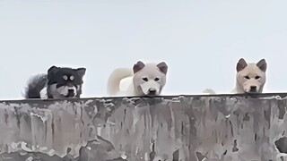 Yang kusukai bukan hanya anak anjing, tapi juga masa kecilku yang penuh kebahagiaan dan tanpa beban.