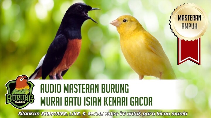Audio Masteran Burung Murai Batu Isian Kenari Gacor