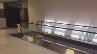 Những chú chim phát hiện ra trò vui mới