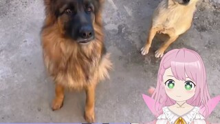 Japanese goblins watch "Where there are animals, there are rivers and lakes"