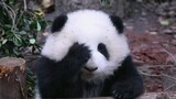 【Panda He Hua】Everyone Knows that Pandas Are Cats