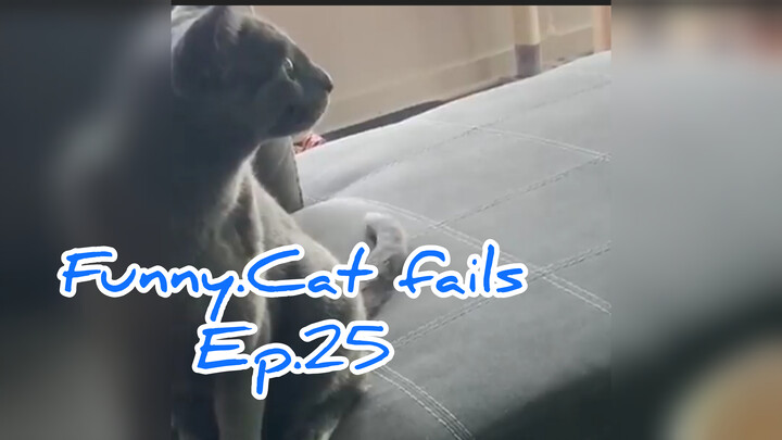 Funny.Cat fails น้องแมวสายฮา! Ep.25
