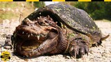 🔴 Rùa Cá Sấu – ‘QUÁI THÚ’ Có Lực Cắn Gấp 6 Lần Cá Mập Trắng Và Mạnh Như Khủng Long Thời Tiền Sử