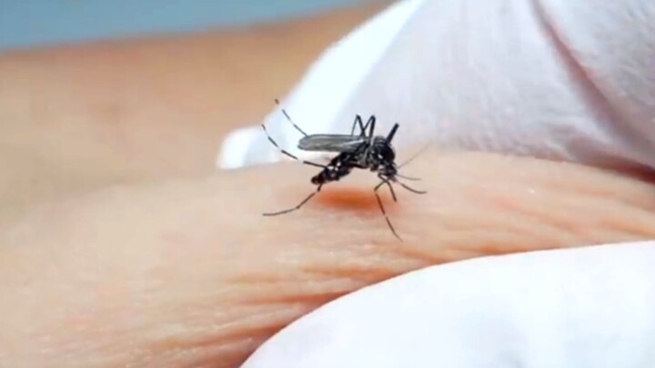 I’m going to let mosquitoes bite me as a demonstration—just for fun!