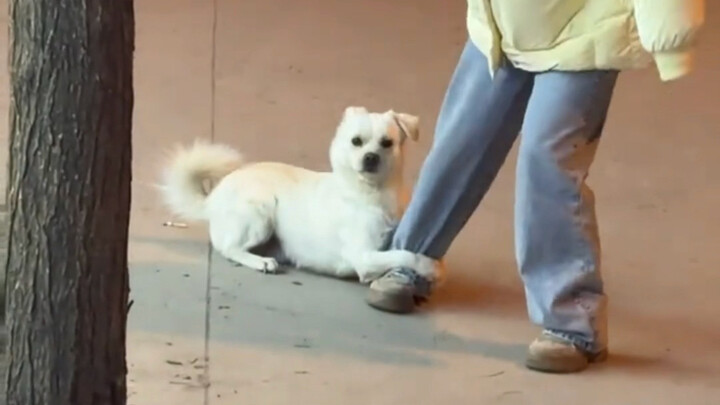 "The world is in tatters, and the puppy is mending it"