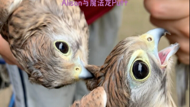 Masih ngotot minta satu suapan lagi sebelum pulang!