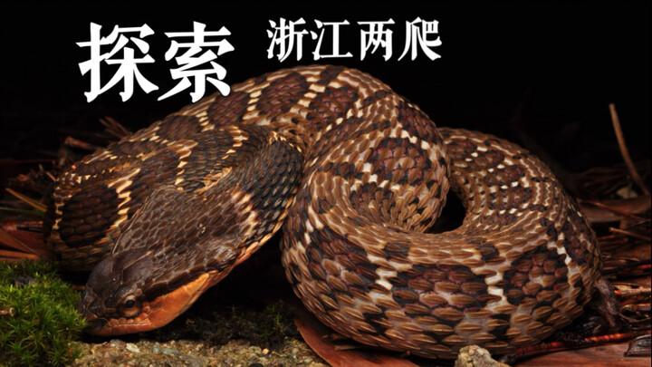 发现百蛇之王 暴躁的王锦蛇 伪装成蝮蛇的颈棱蛇真的有毒吗？