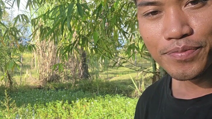 ให้อาหารปลา