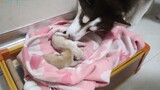 Huskie: Take Care of the Puppies Even If They're Not Mine
