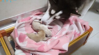 Husky: Dù không phải con tui, tui cũng phải chăm sóc chu đáo!