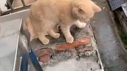 Cat: A man’s words are as tricky as a ghost…