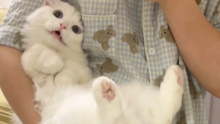 ليش الهرة الصغيرة رقيقة هيك؟