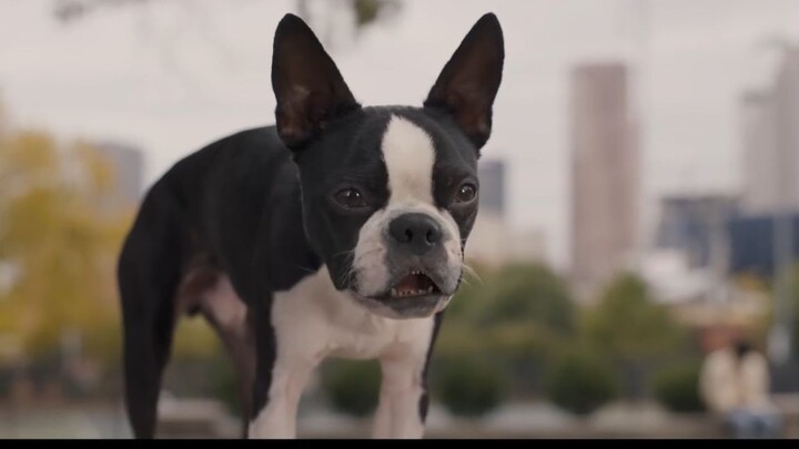 Strays 2023 Watch Full Movie : Link In Description