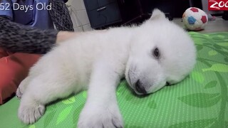 【الدب الأبيض】 التغيرات في الدب القطبي الصغير نورا من اليوم السابع إلى اليوم الثالث والثمانين بعد ولا