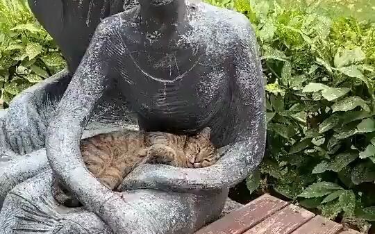 Even stray cats are finally getting cuddled