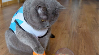 Nó dường như có thể hiểu được tiếng người