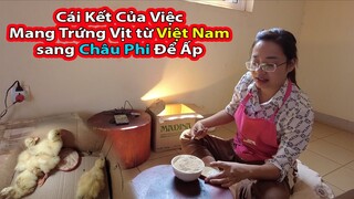 Đàn Vịt Đi máy bay từ Việt Nam Sang Châu Phi||2Q Vlogs Cuộc Sống Châu Phi