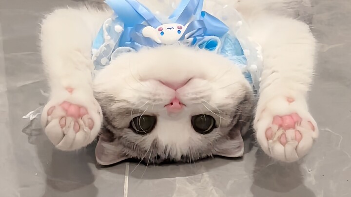 The cat wanted to eat ice cream, but suddenly let out a hiccup.