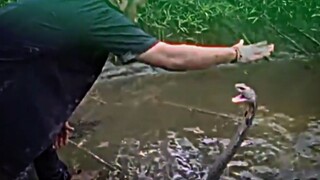 King cobra