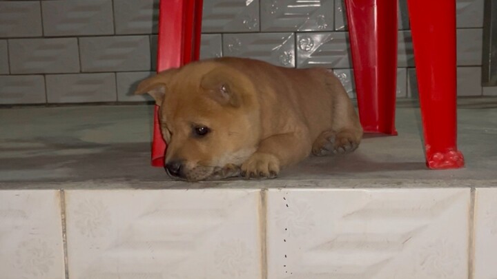 Tiny chubby yellow chick, 100 yuan each—cried for Mom all day on its first day home, but was “at wor