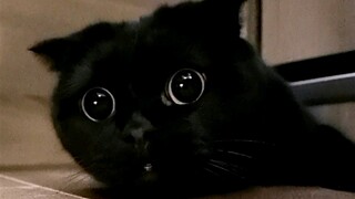 I heard cats that can do this move are really smart!