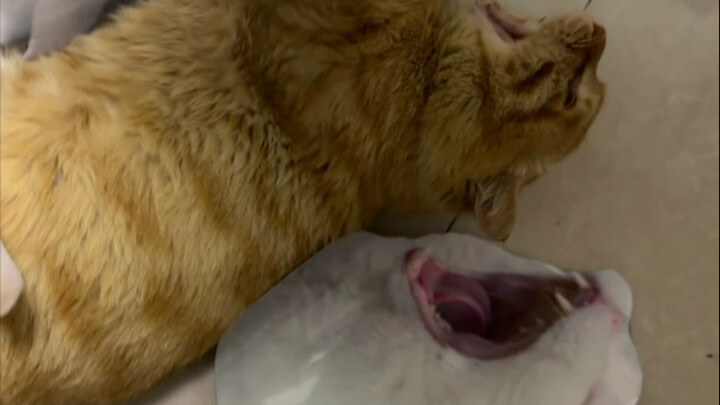 The big orange cat is a bit too bold; I’ll train him to be more modest.