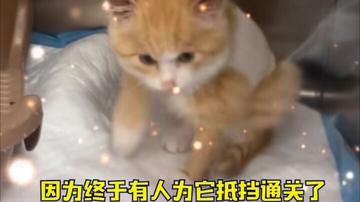 Yama: Mimi kecil, ayo ikut aku~    Kucing kecil: Ayah datang lebih dulu daripada BLEACH