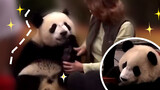 【Dokumenter】Panda lucu melipat kaki menyambut turis.