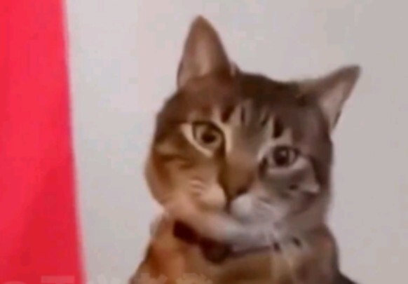 Lồng tiếng động vật | “Kết quả của việc kết hôn”