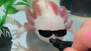 Paint a salamander with sunglasses