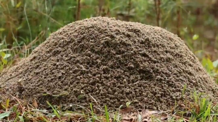 Pengambilan gambar time-lapse: Koloni semut api besar yang terus berusaha membangun kembali sarangny