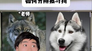 How to Tell Wolves Apart from Dogs