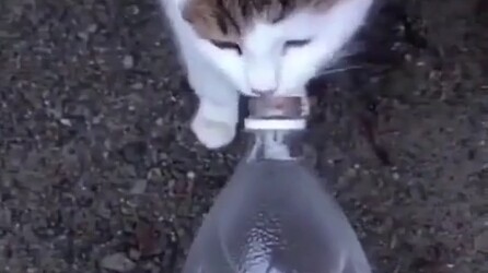 Maybe this is why cats hate dogs.