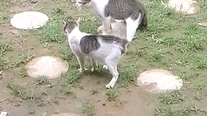 adu mekanik kucing kampung