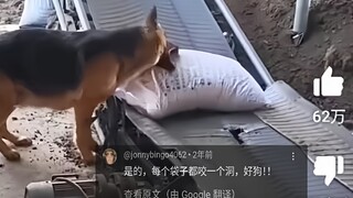 外网热议中国狼狗当货物质检员，8300万人浏览，网友：这员工是真的狗