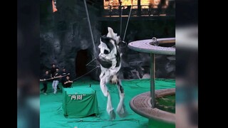 卧槽！无摇臂辅助向上翻转720度！留头甩头，衣袖不乱缠，每一圈都在做面部表情管理完全不崩不狰狞！这个威亚的含金量真的很高！