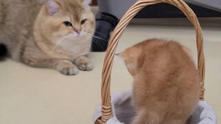 Baby Kitten And Cat Dad | Daily Life