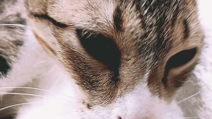 cat video