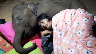 Penjaganya dibangunkan oleh bayi gajah di tengah malam dan harus membujuknya untuk tidur, bahkan akh