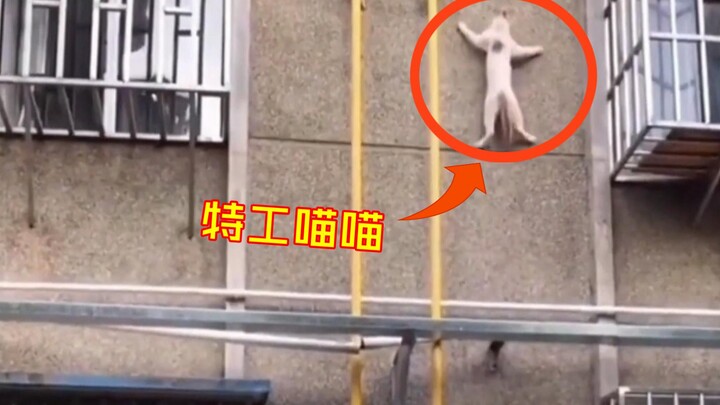 Gila banget, kucing-kucing ini ternyata agen rahasia tingkat atas!